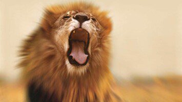 fear-fortitude-lion-roaring