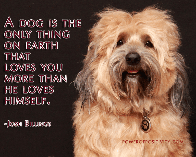 happy-dog-quote