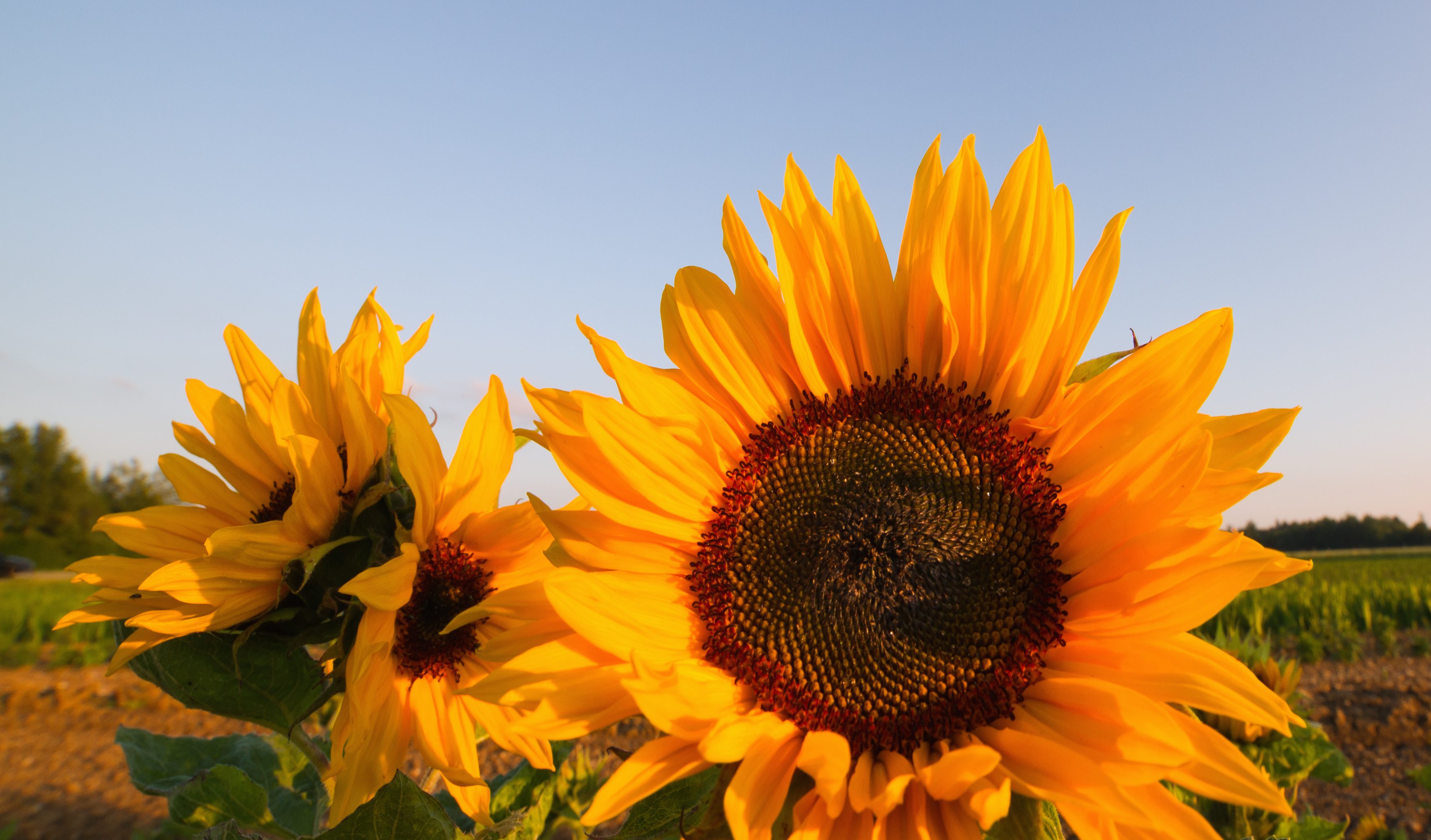sunflower-positivity