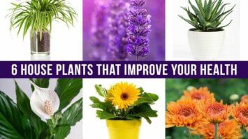 house plants for health