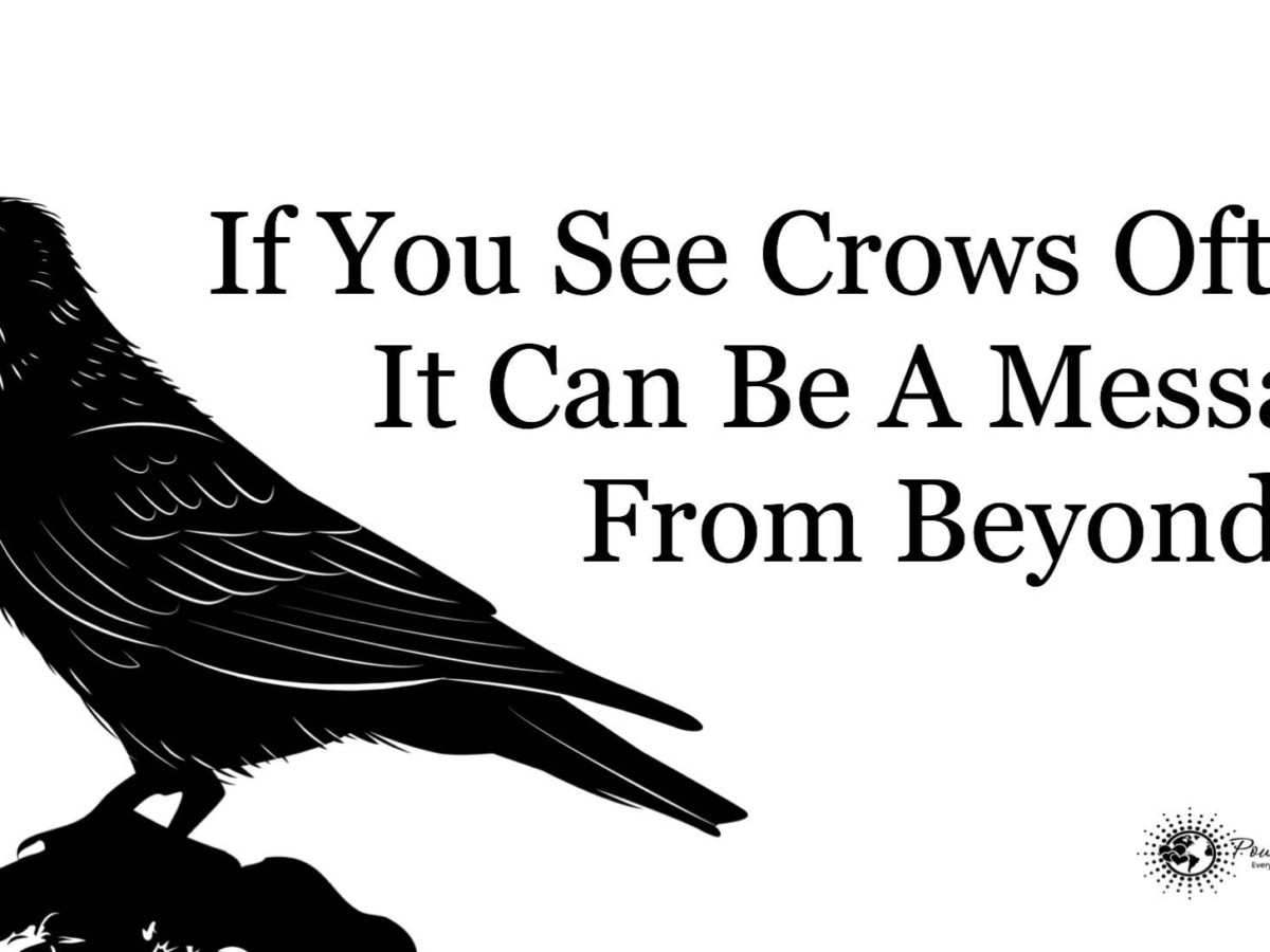 If You See Crows Often, This May Be Why | 8 Minute Read