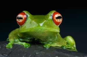 spirit animal frogs