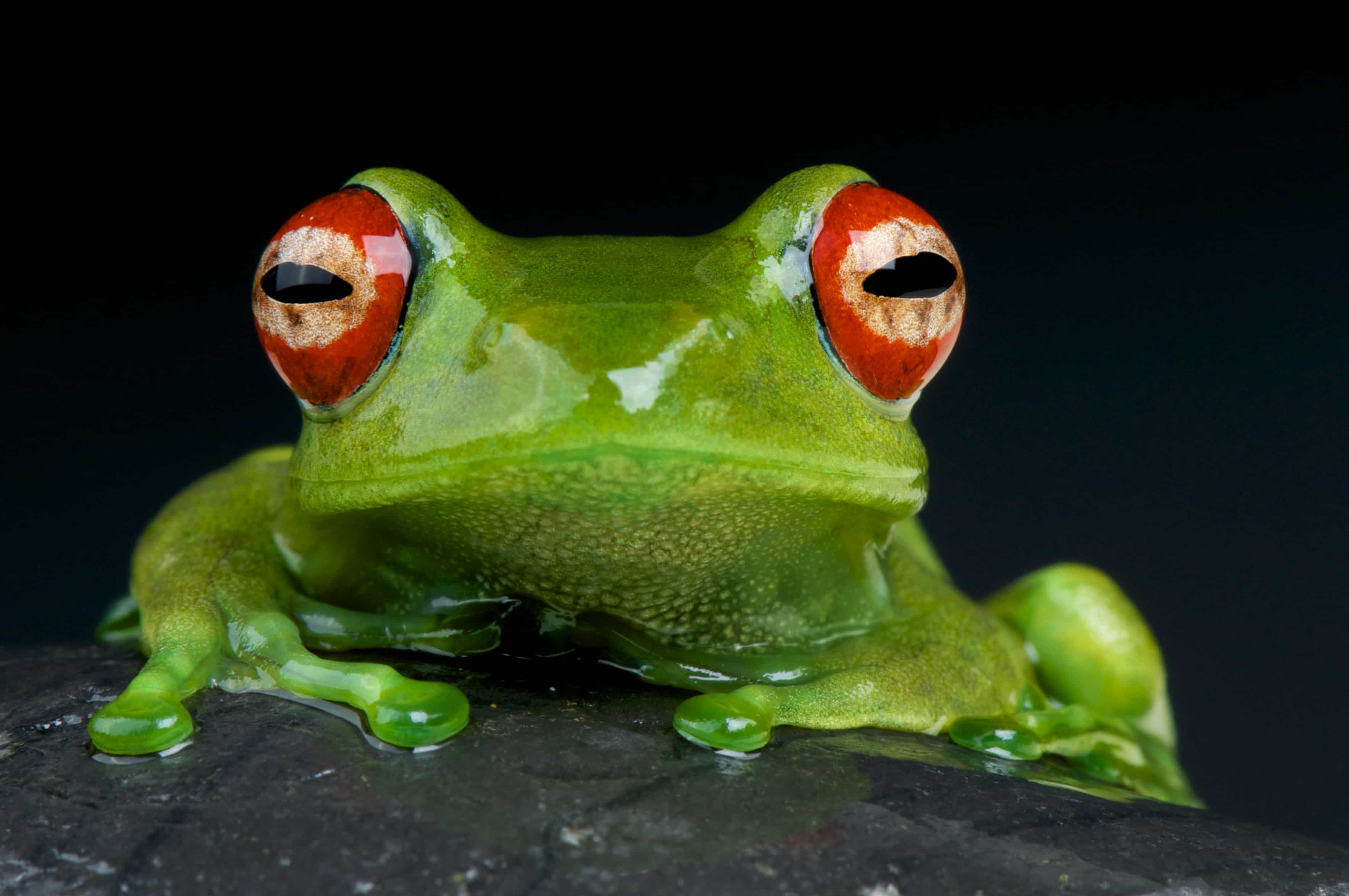 frog totem symbol