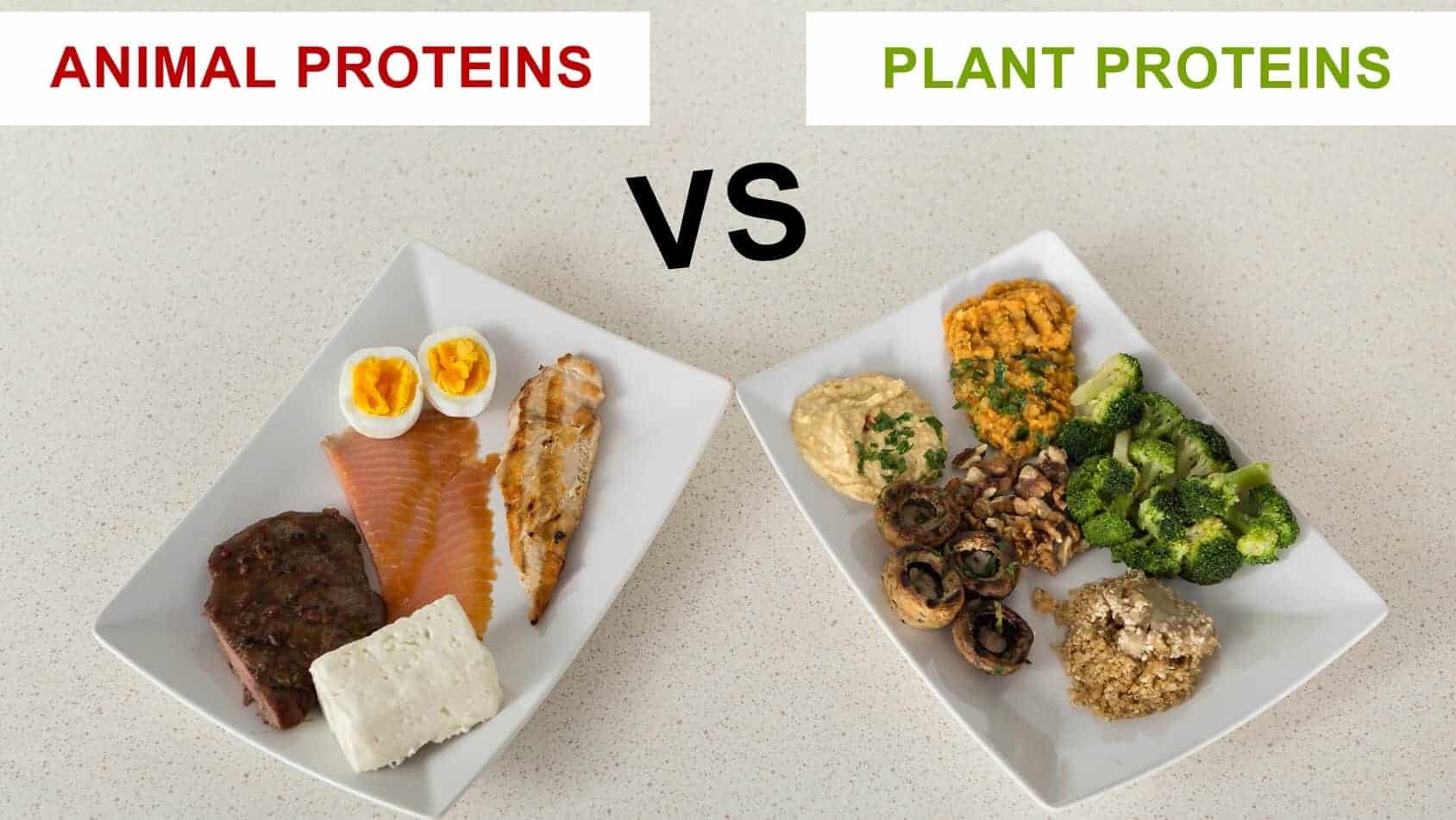 10 Ways to Get The Protein You Need (Without Eating Meat)