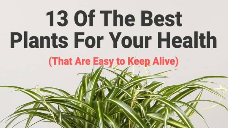 plants for your health