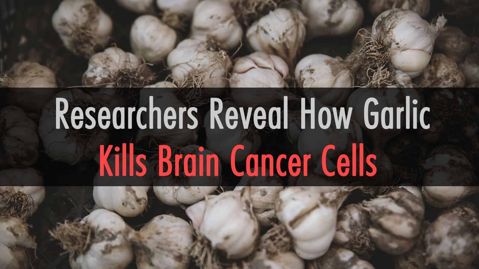 Garlic kills brain cancer cells