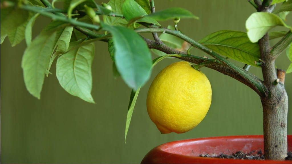 grow lemons