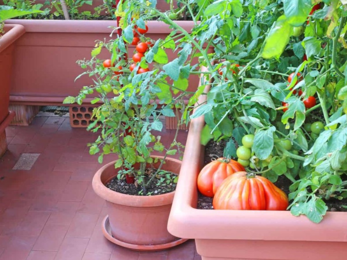 Grow the Best Vegetables This Fall With Your Own DIY Sub-Irrigated Raised Bed