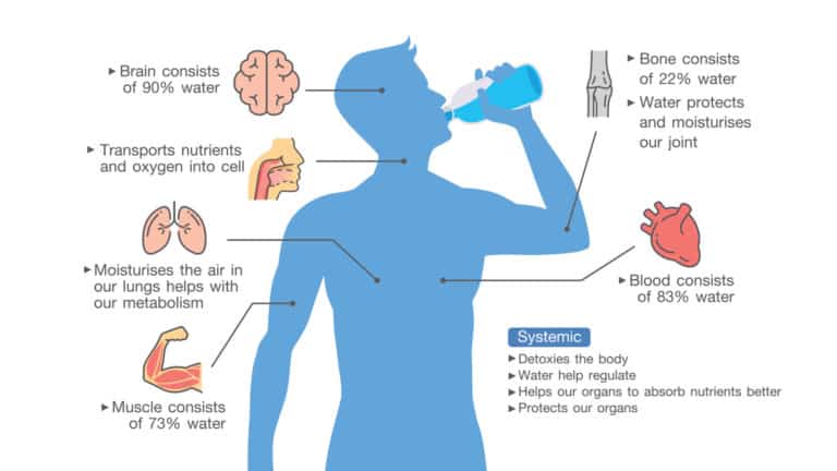 Scientists Explain What Happens to Your Body When You Drink Water Every ...
