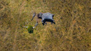 rhino and elephant poaching for horns