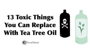bug bites natural remedies- tea tree oil