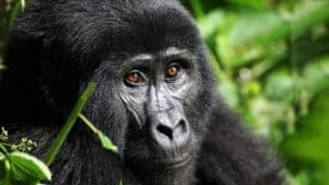 endangered species mountain gorilla