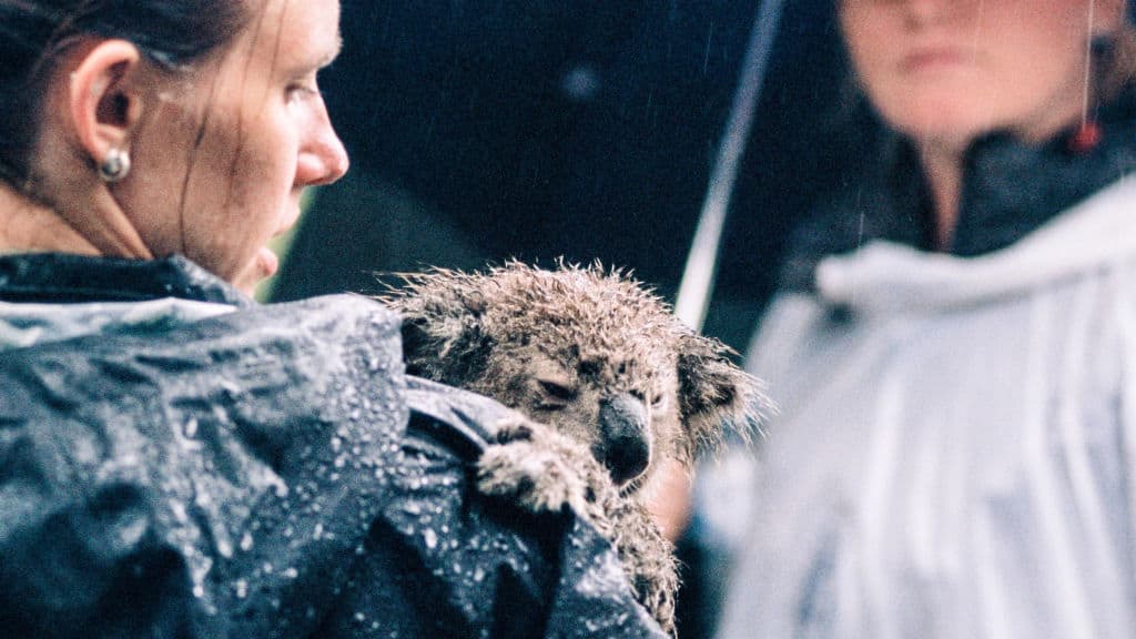 brave rescue workers koala