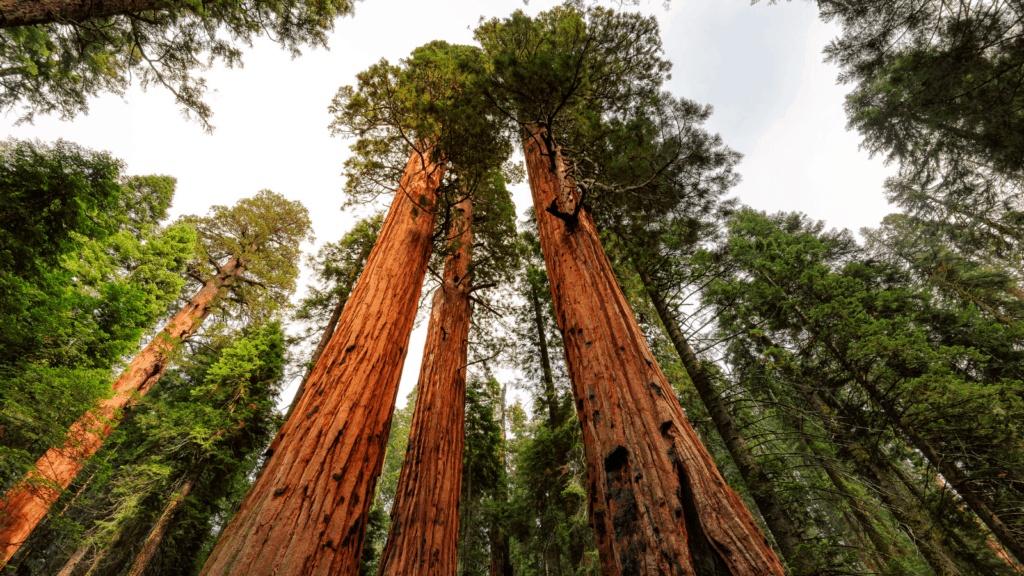 sequoia forest ca
