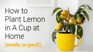 plant lemon
