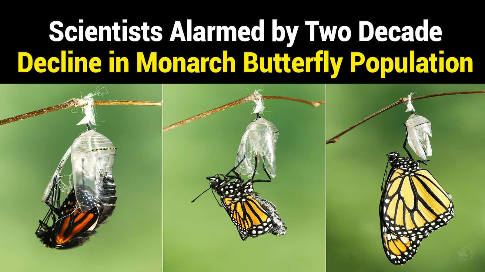 monarch butterfly population