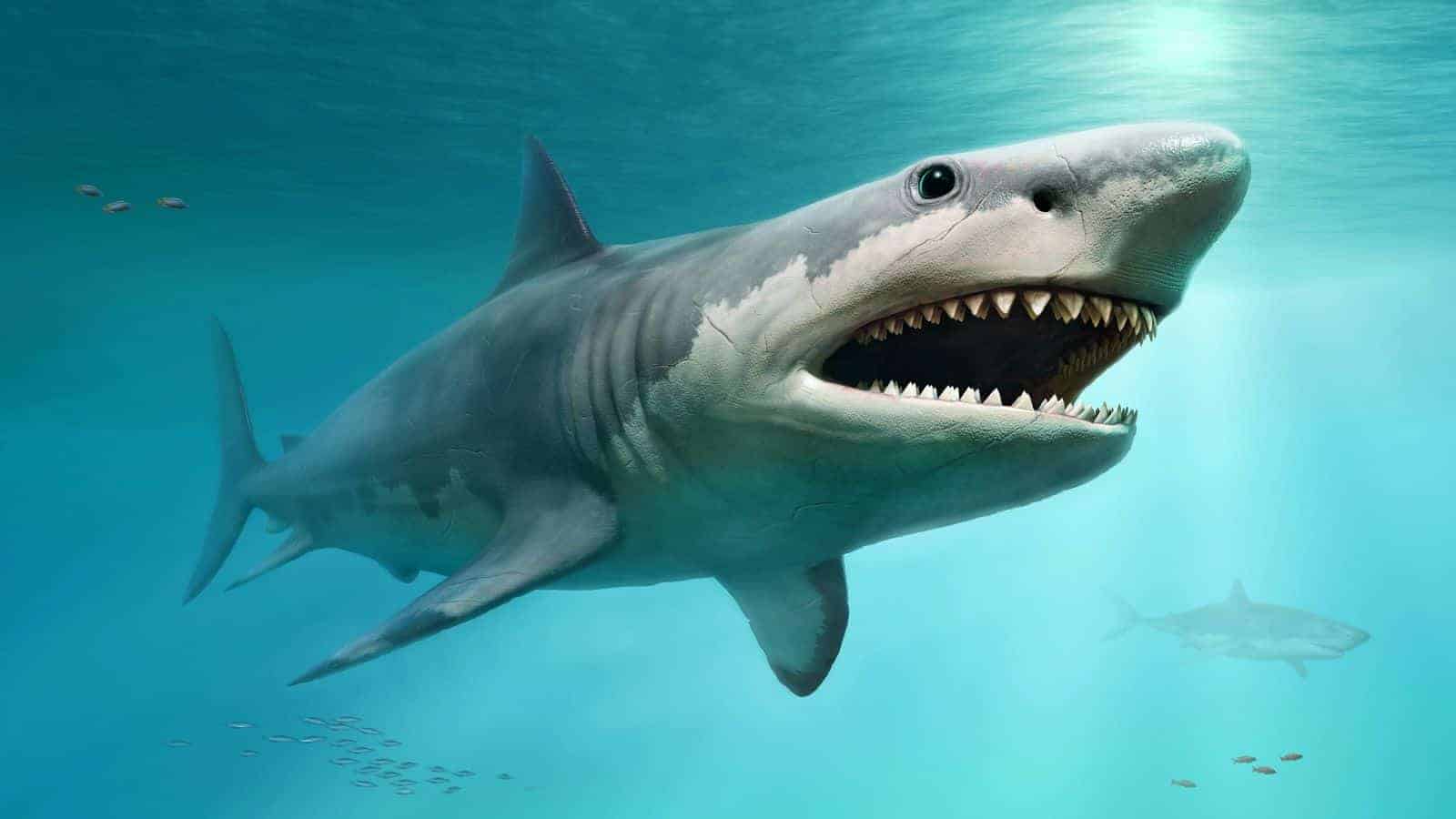 megalodon shark