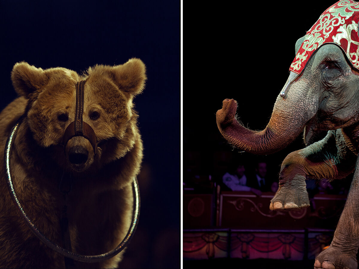 France Joins Other EU Countries in Banning Circus Animals | 5 Min. Read