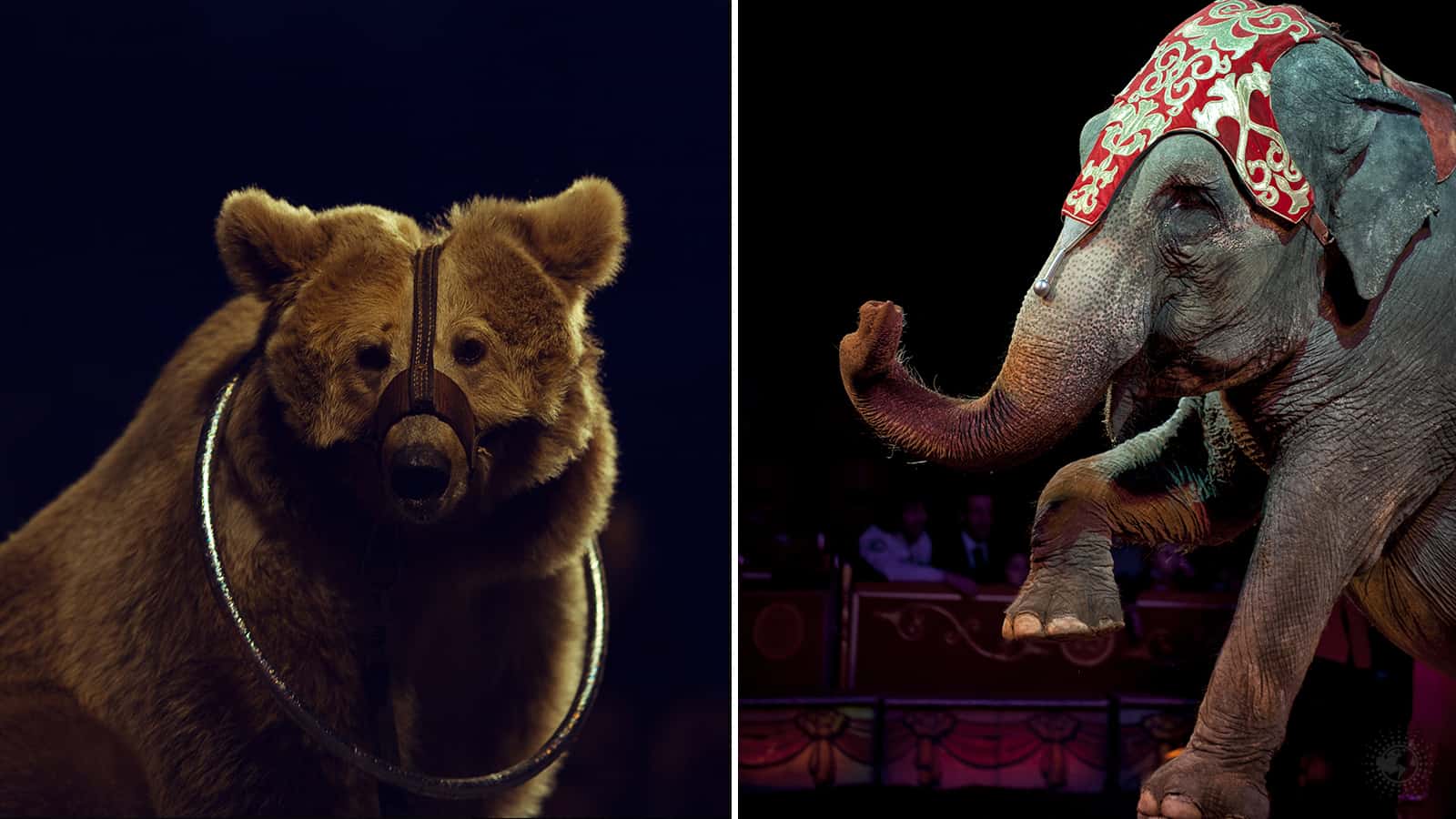 banning circus animals