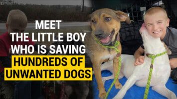 saving dogs
