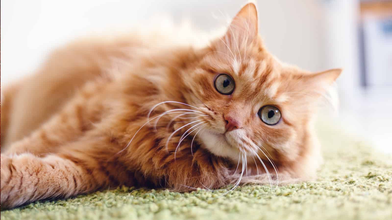 8 Reasons Why Orange Cats Are The Most Special