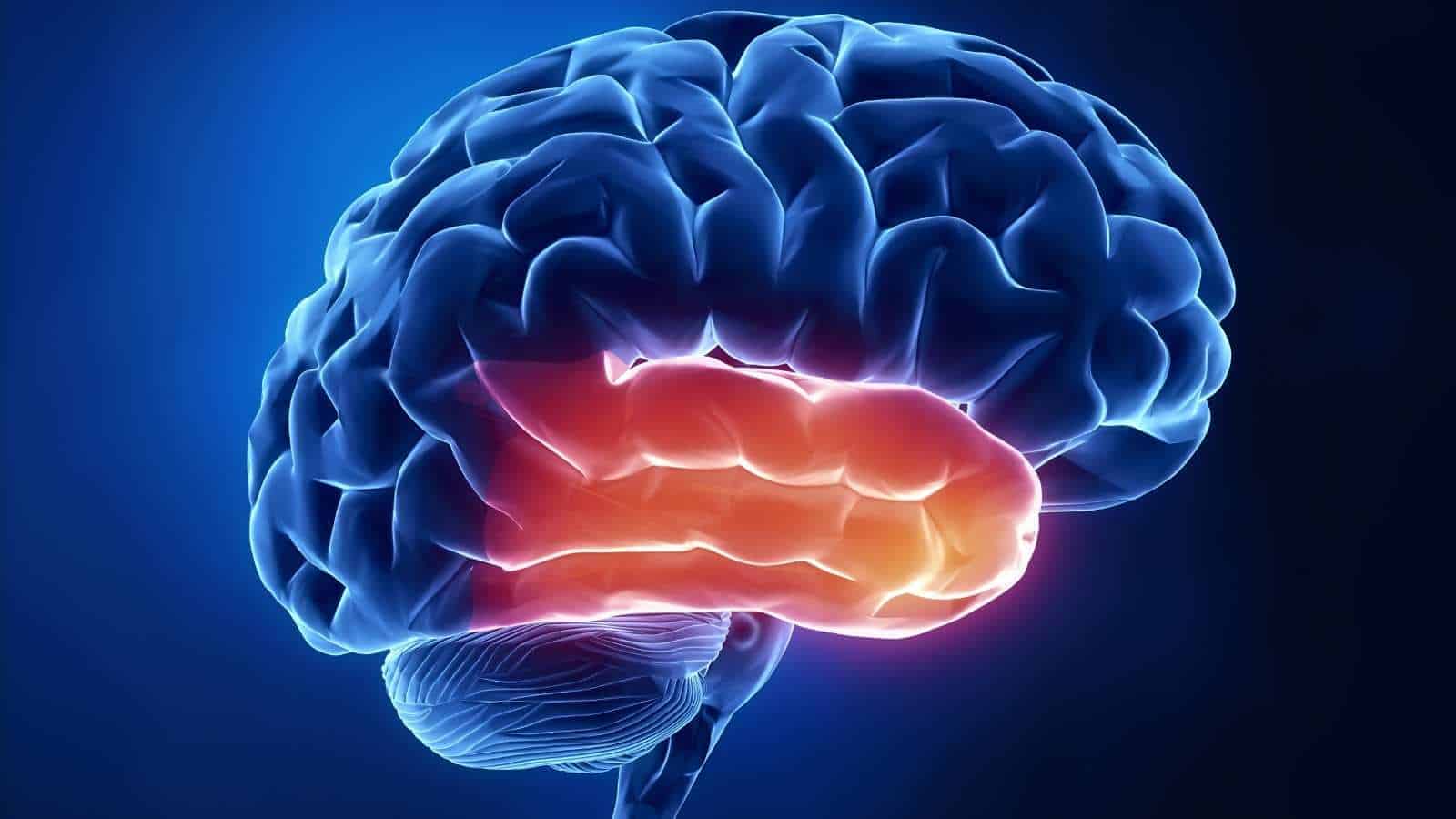 Researchers Find an Amino Acid That May Reduce Epilepsy