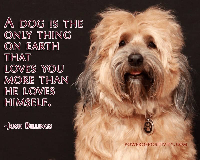 quotes on dogs