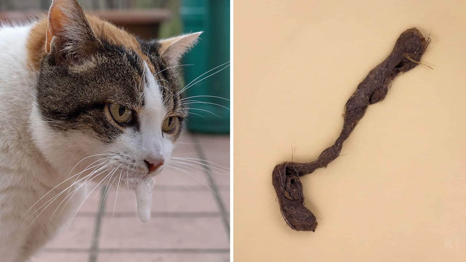 10 Effective Hairball Fixes That Can Help A Cat