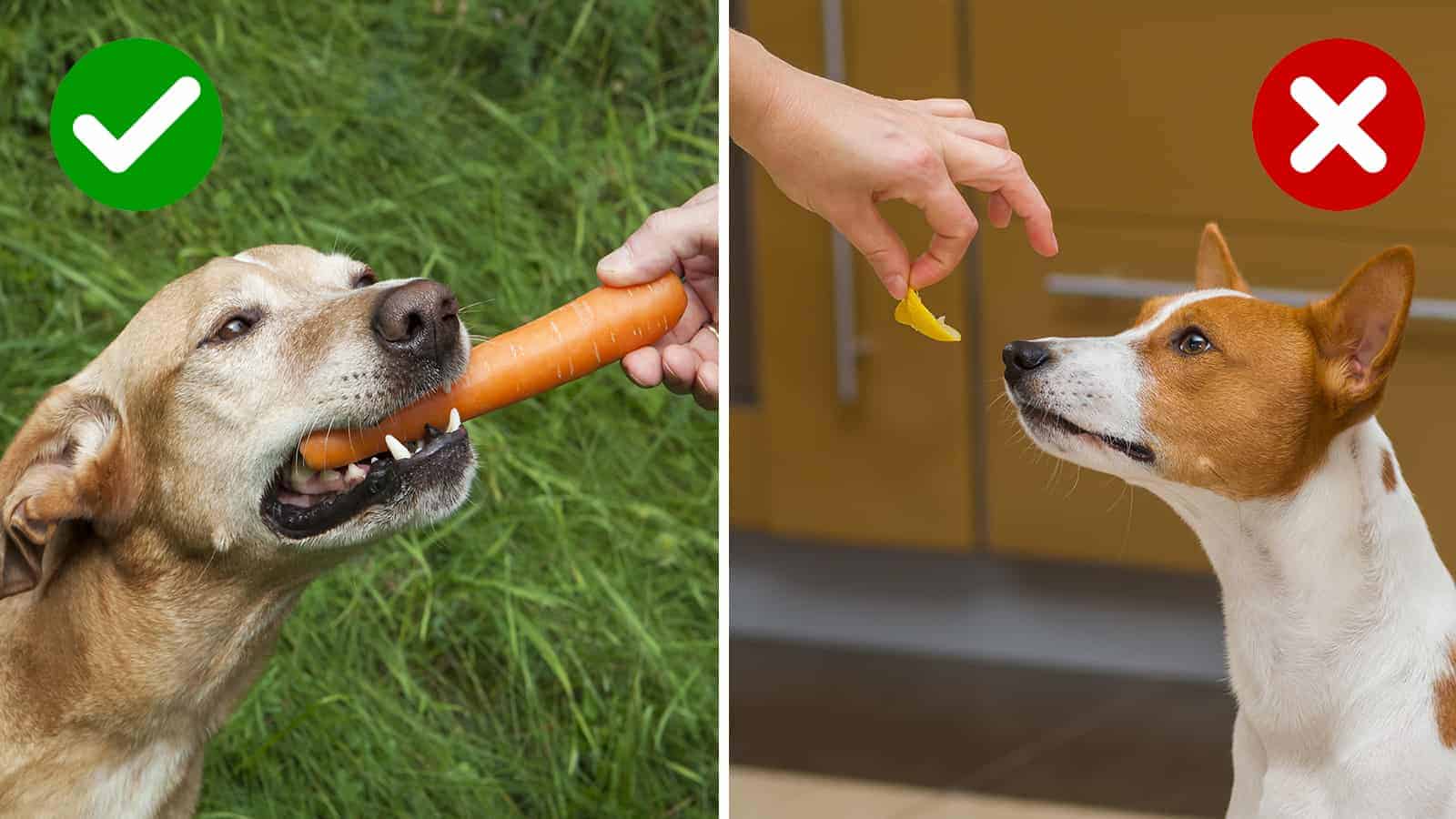 15 Things Never to Feed A Dog