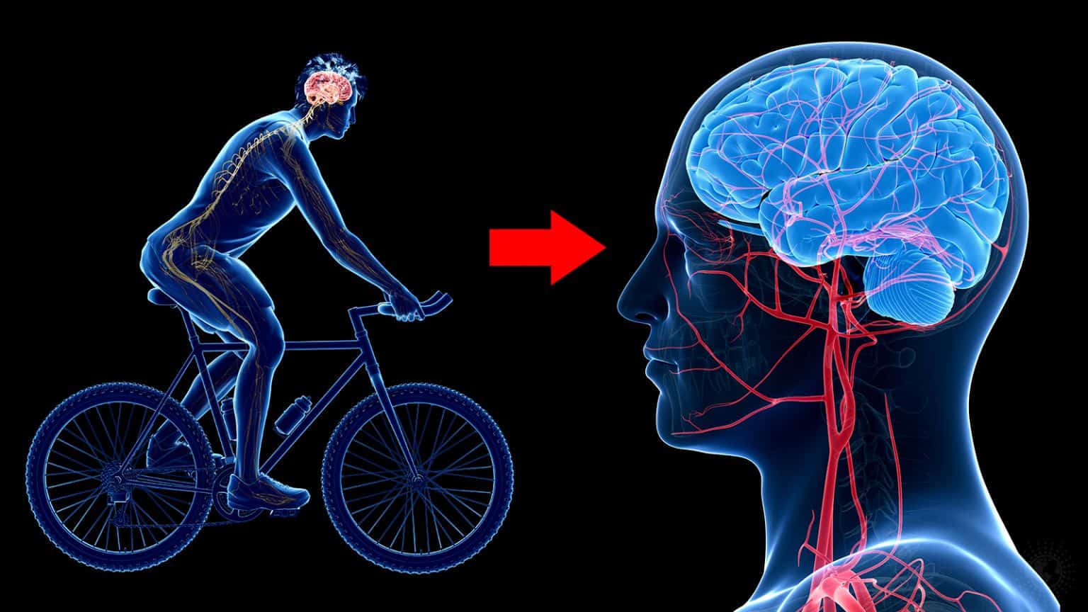 Improve Depression Scientists Explain How Exercise Can Protect The Brain Against ...