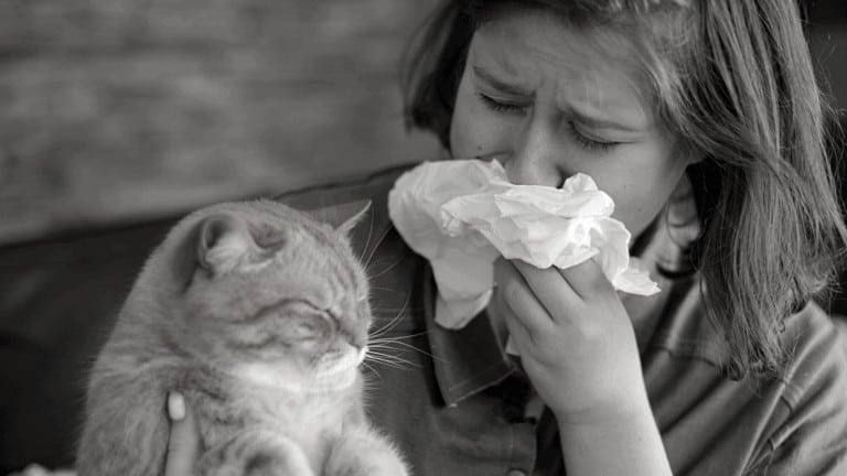cat allergy treatment