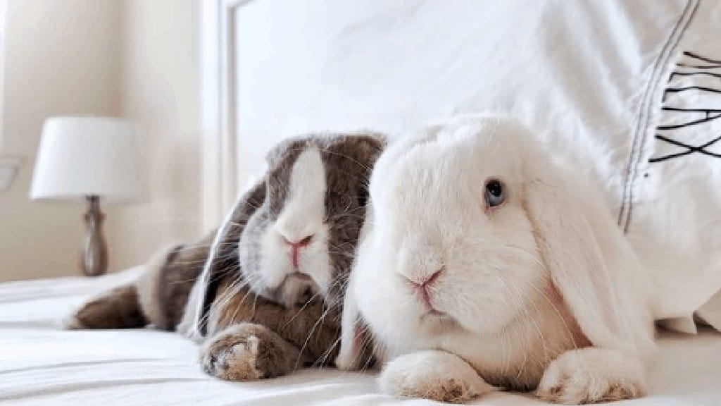 lop bunnies
