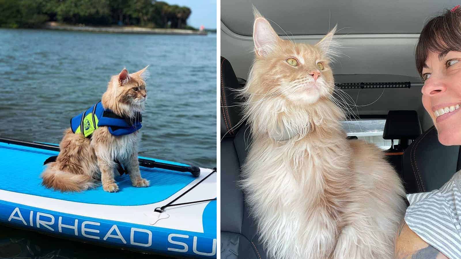 Adventurous Cat Explores the USA With His Family