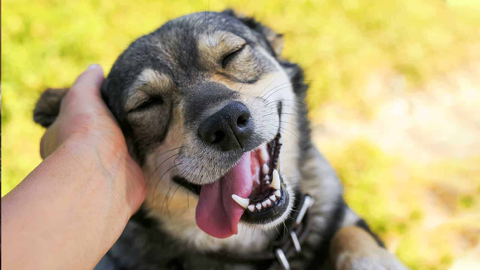 Researchers Reveal Petting Dogs Proven to Decrease Stress and Anxiety