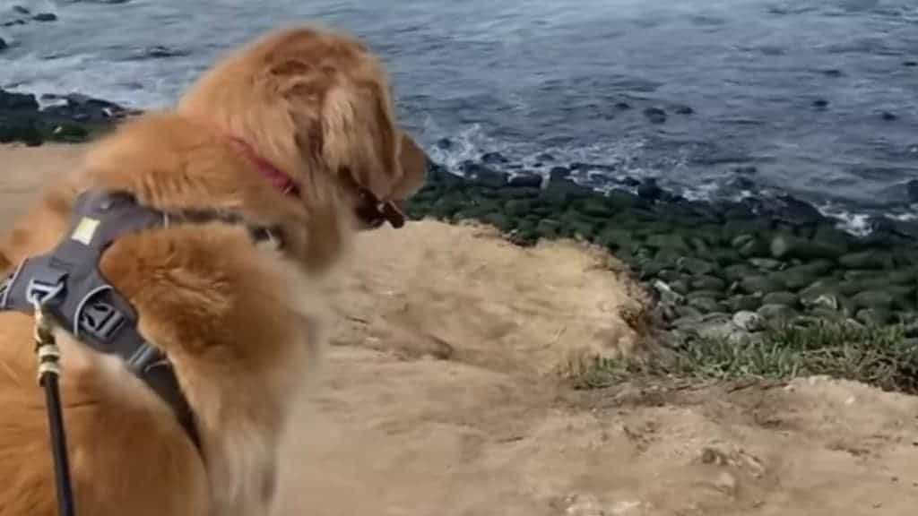 Adorable Golden Retriever Loves Going to the Beach