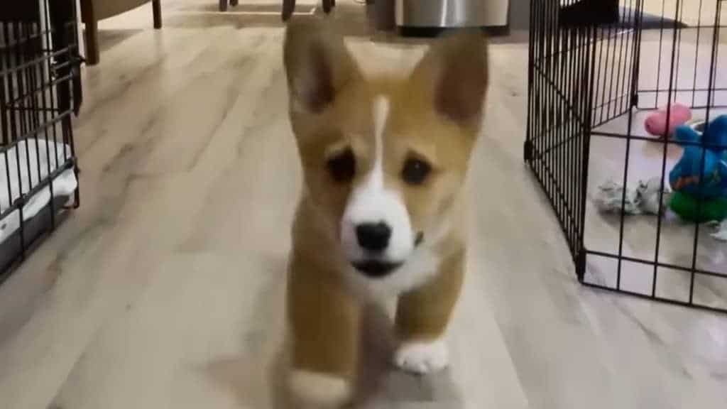 This Corgi Understands the Importance of a Fun Morning Routine