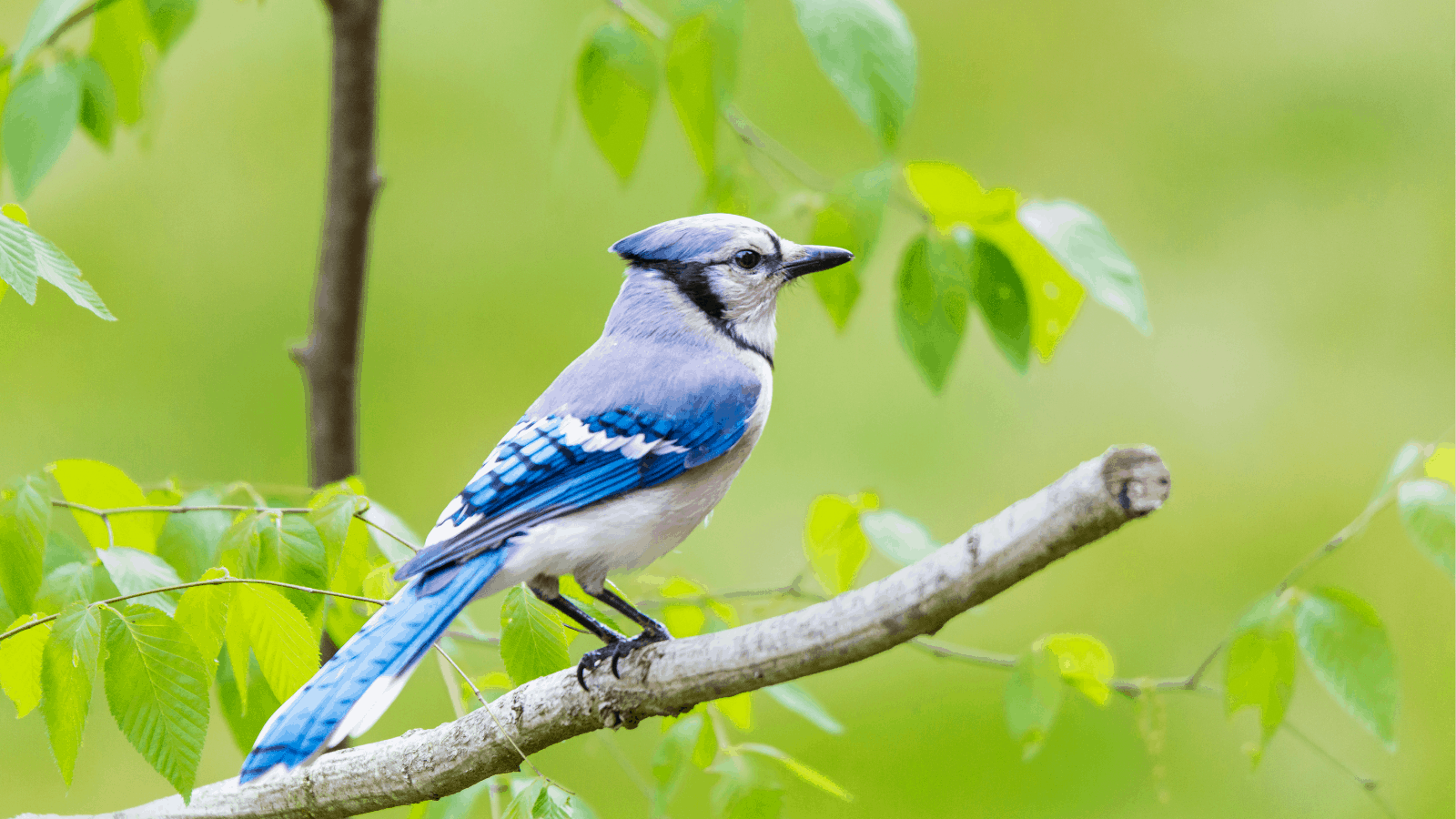If You See Blue Jays Often, This Is What It Means