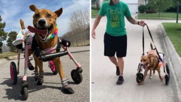 special needs dog