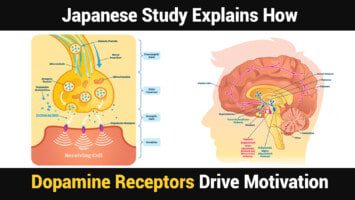 dopamine receptors
