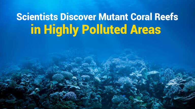 Scientists Discover Mutant Coral Reefs in Highly Polluted Areas