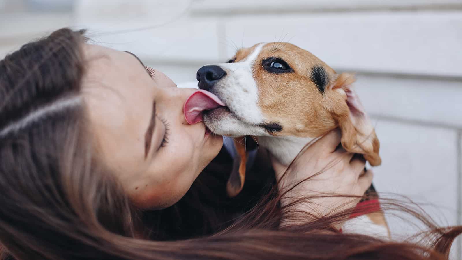 why dogs lick