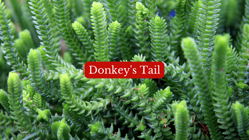 donkeys tail succulents