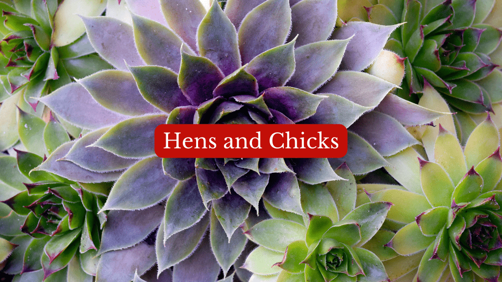 hens and chicks succulents