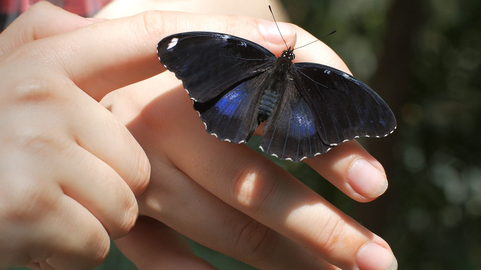If You See a Black Butterfly, This Is What It Means | Power of Positivity