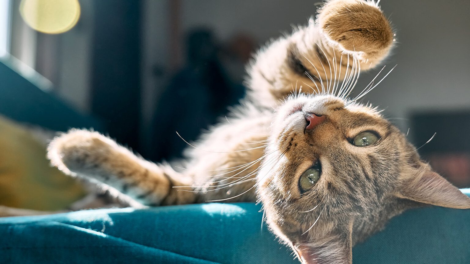 Photo inspiration: Gallery Detail: Pet Psychologists Explain Why Cats Display Psychopathic Traits