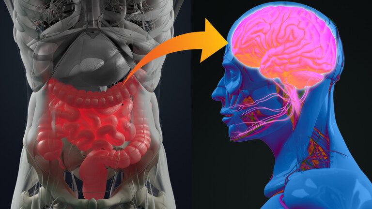gut-brain axis health